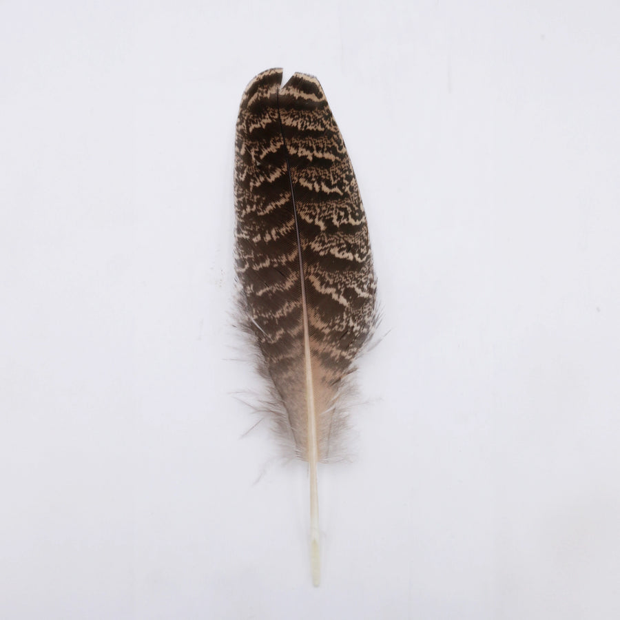 Pluma de Pavo Salvaje