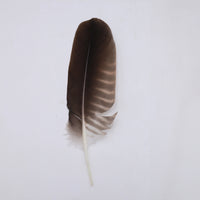 Pluma de Pavo Salvaje